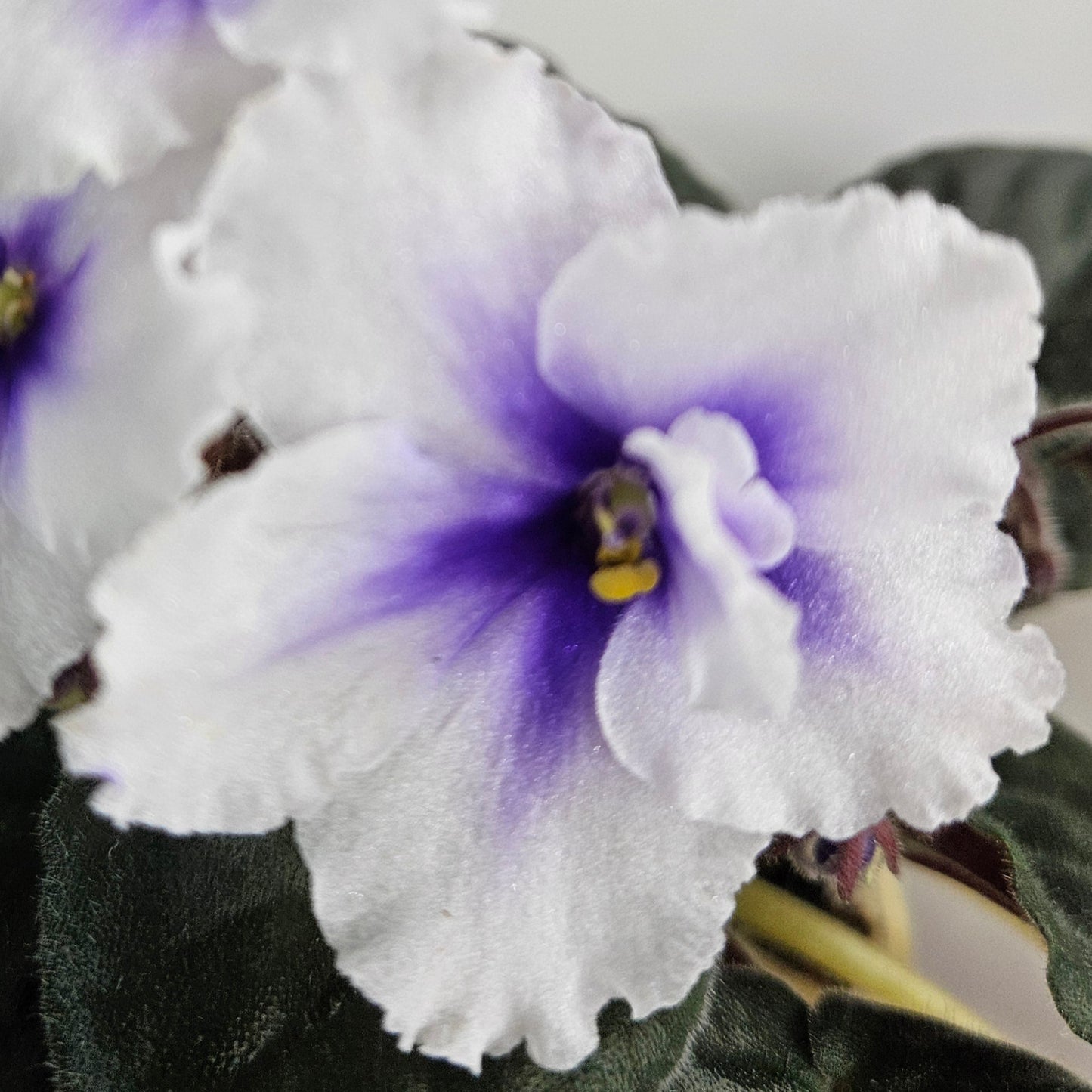 Bloomlover's Explosian