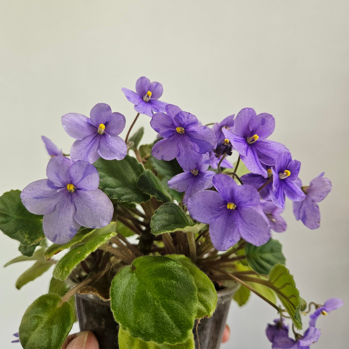 Allegro Appalachian Trail