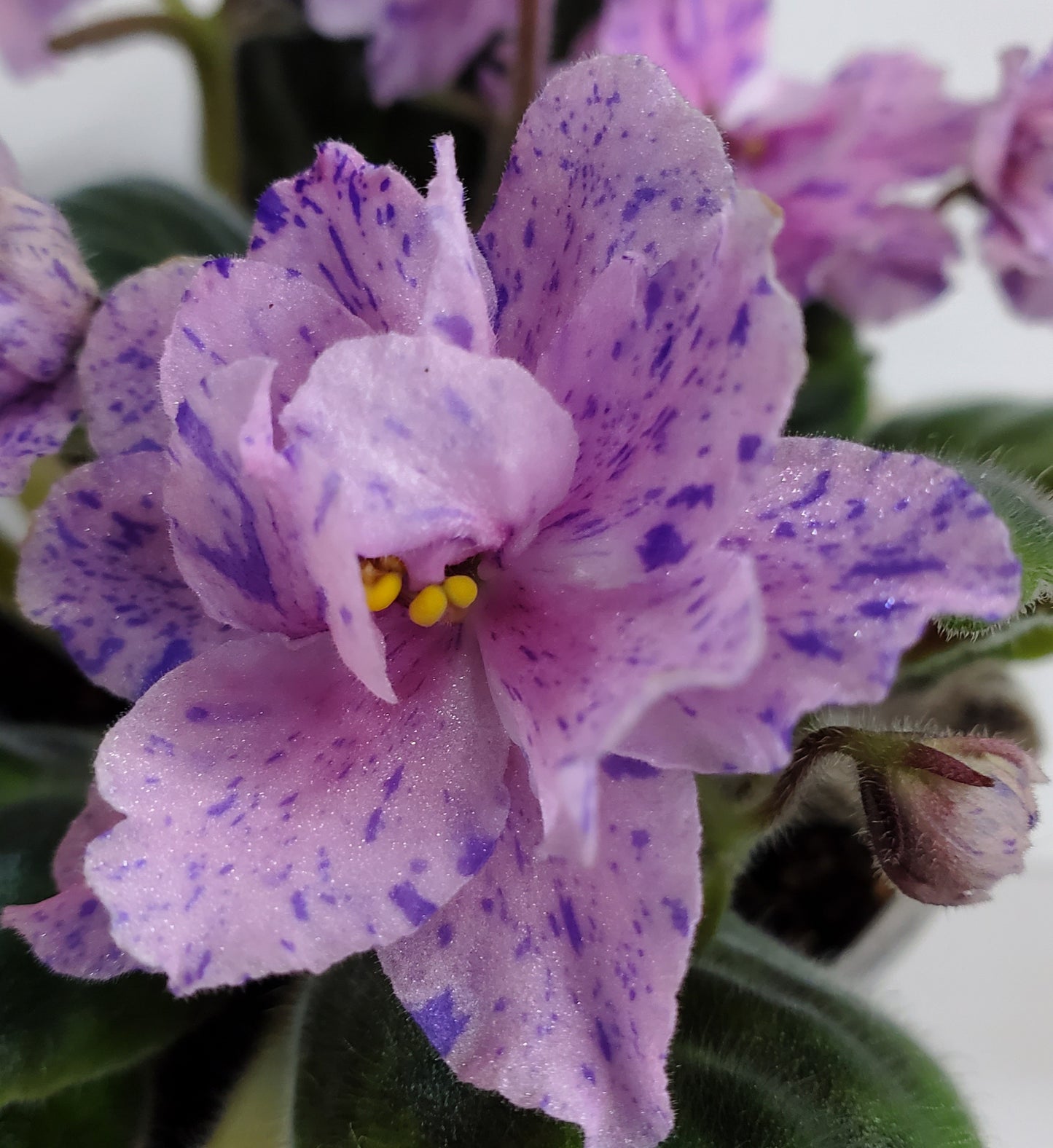 RS Niebieska Riviera