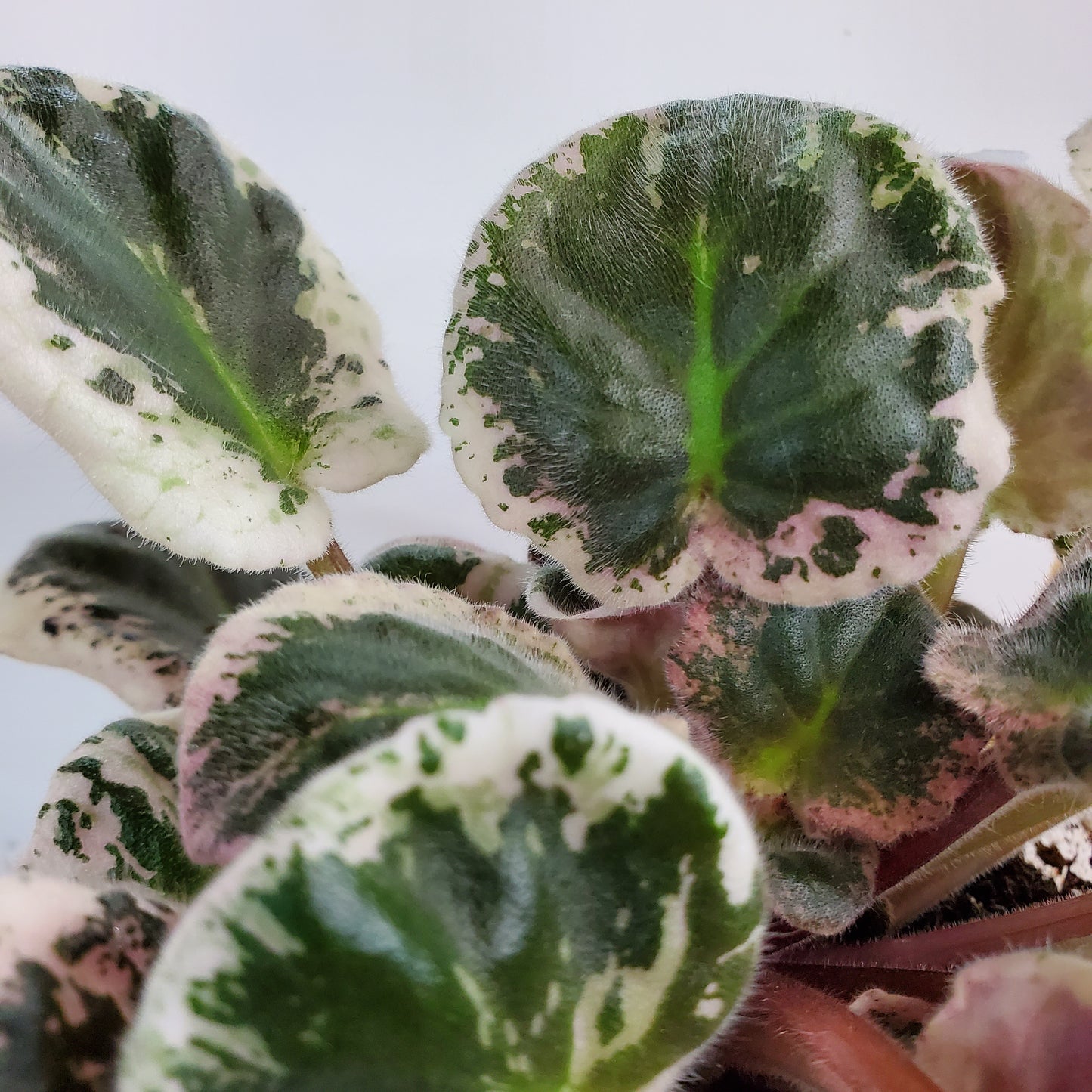 RS Volshebnaia Dolina