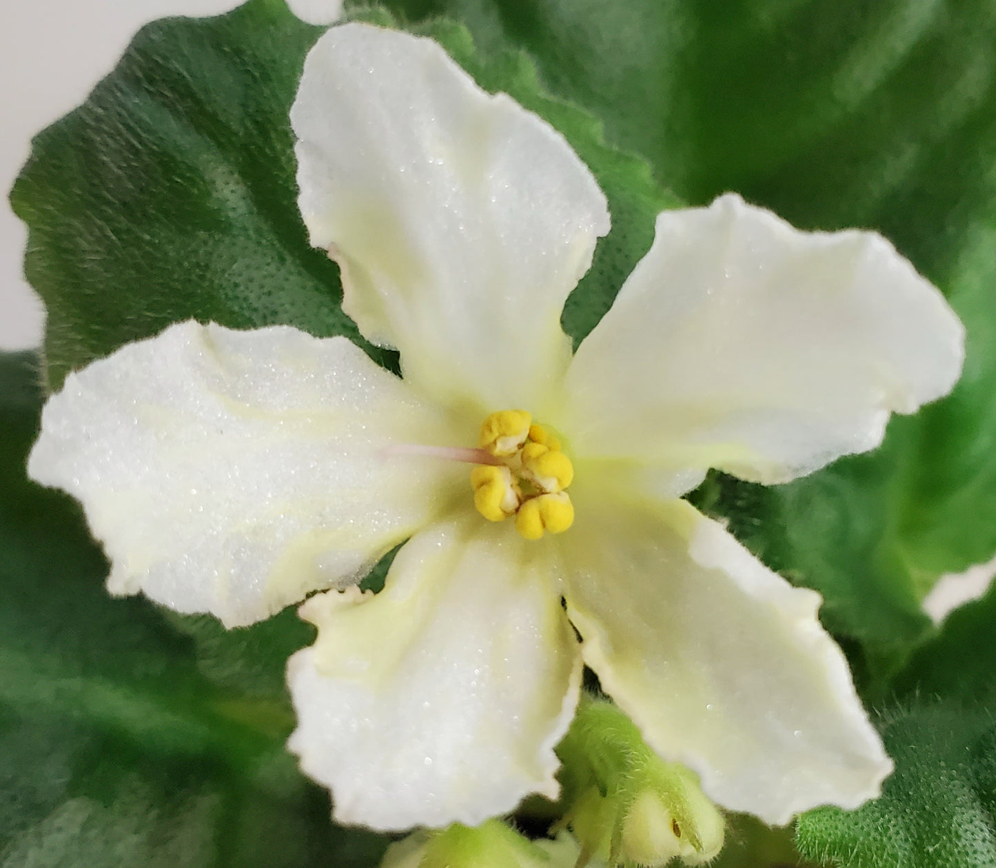 Senk's Yellow Starfish