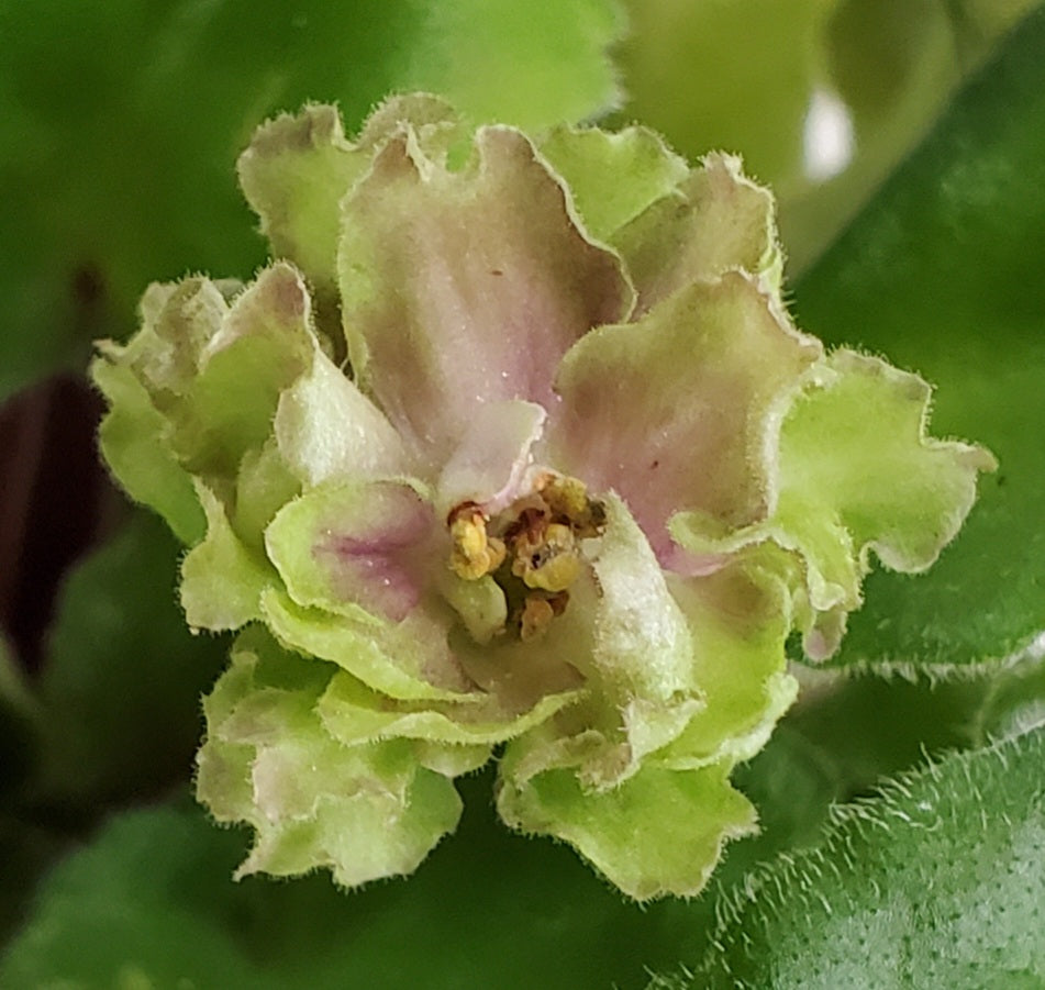 Allegro Pink Pistaschio