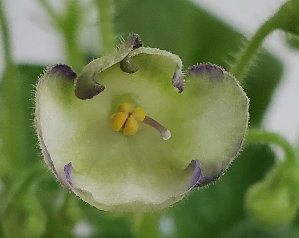 Morgan's Junior Mint