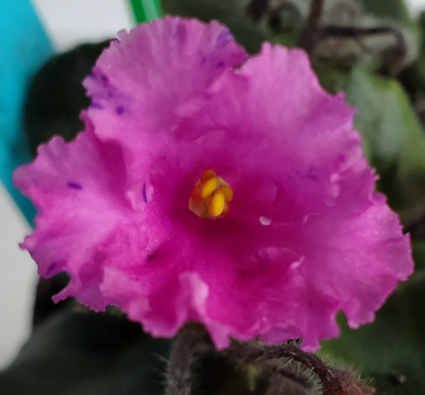 Imp's Fortutious Fancy