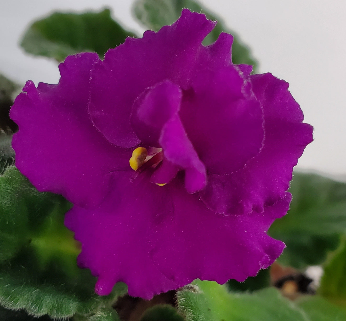 Ultra Violet Asteroid