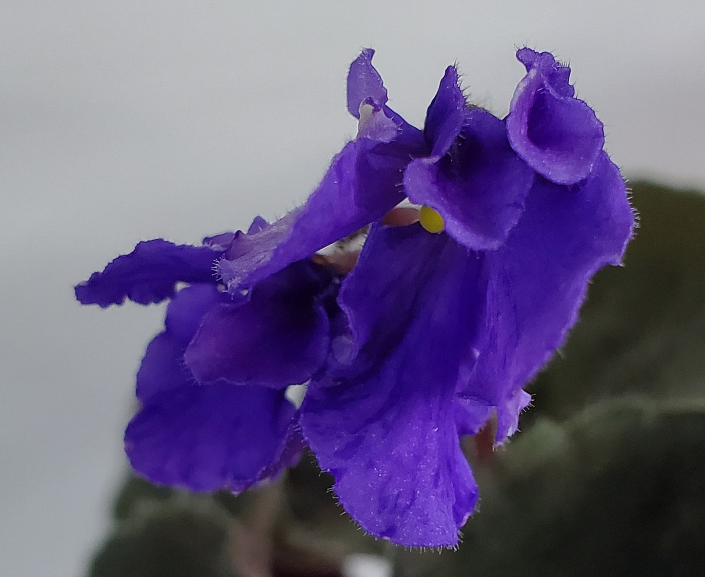 Wizzard's Siege Perilous