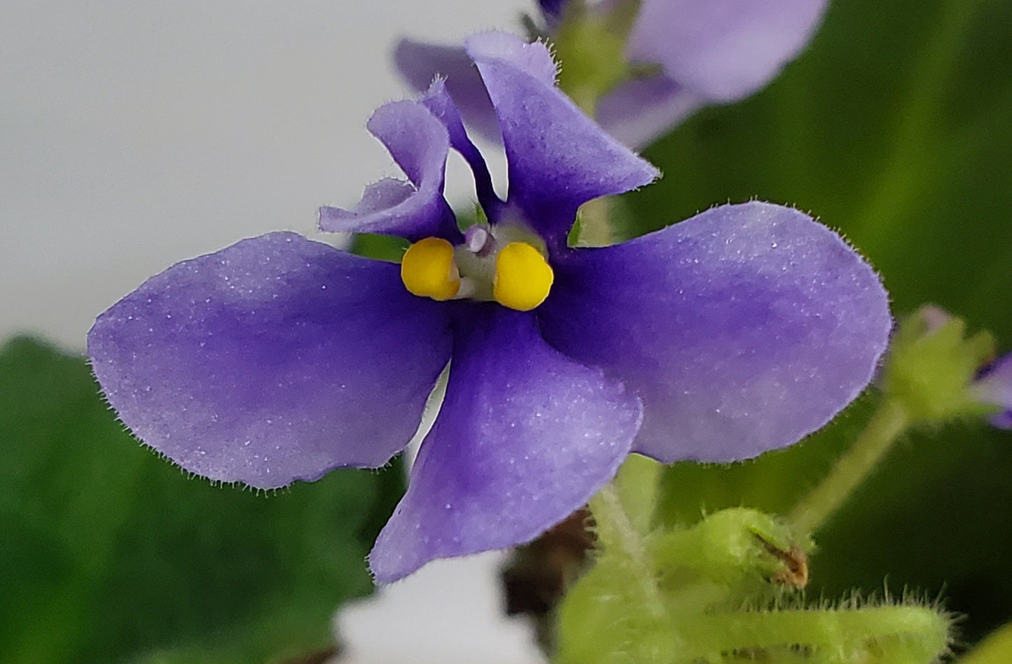 Wizzard's Vita Merlini