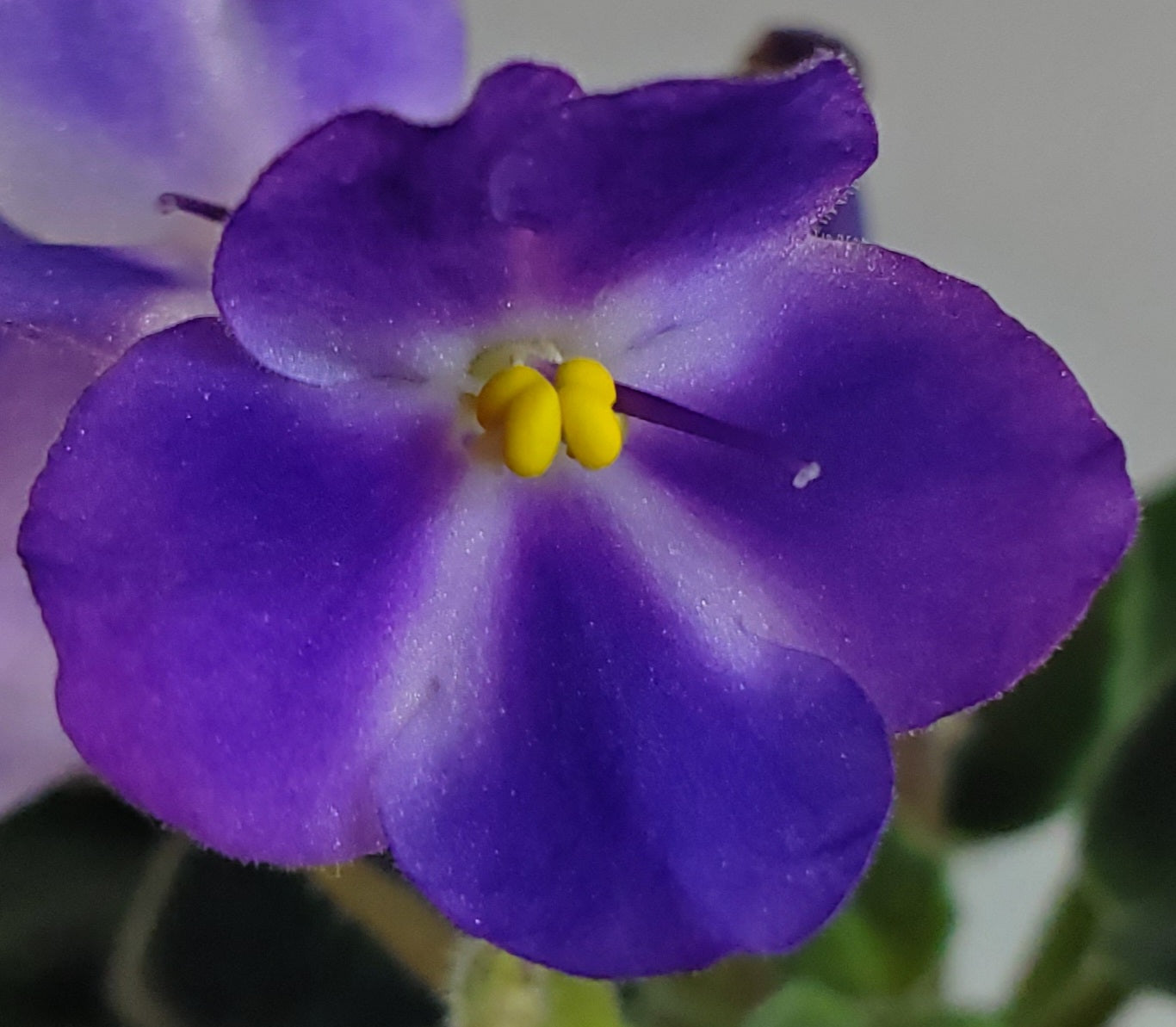 Anthoflores Little Axel