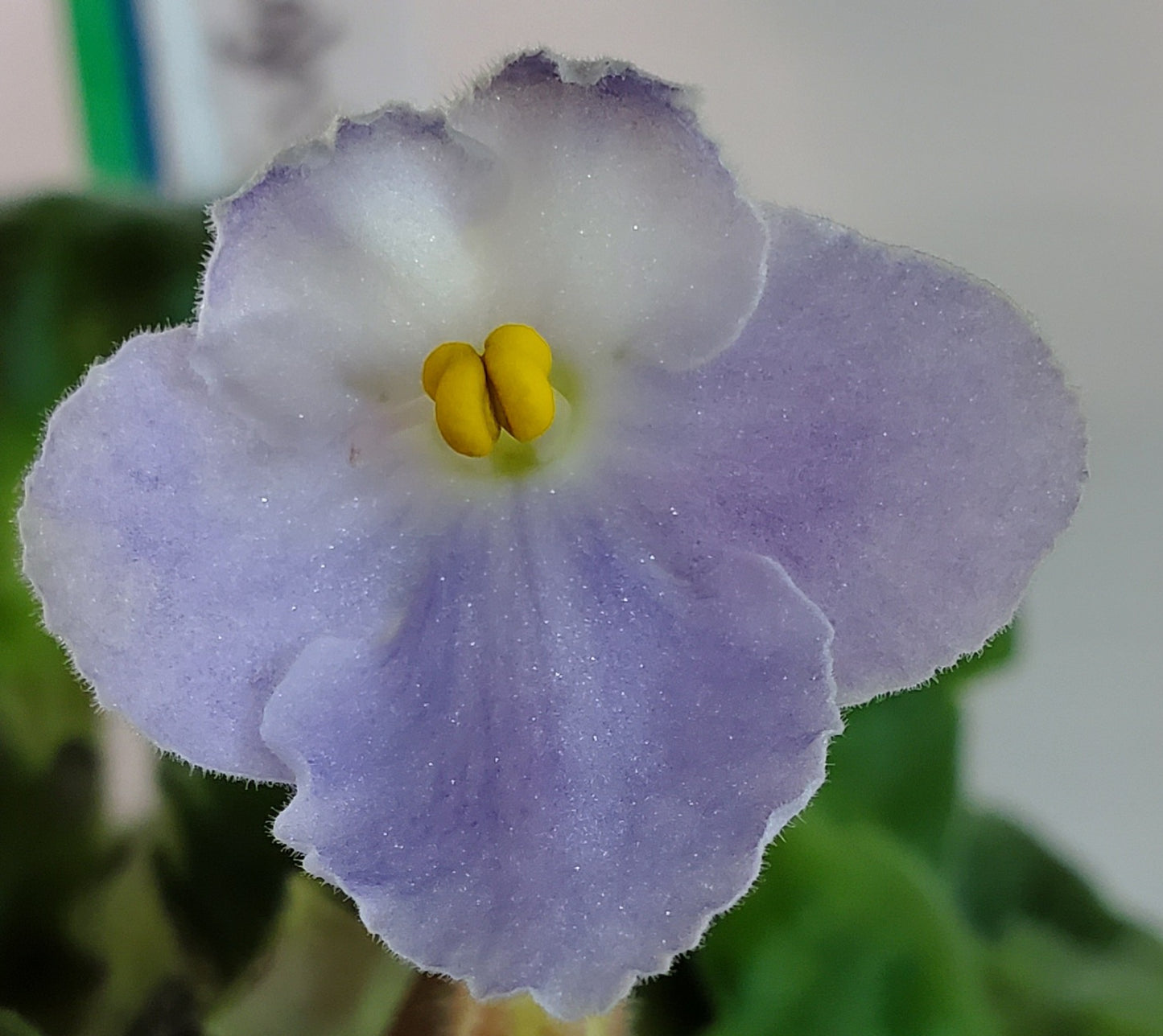 Bol's Early Morning Light