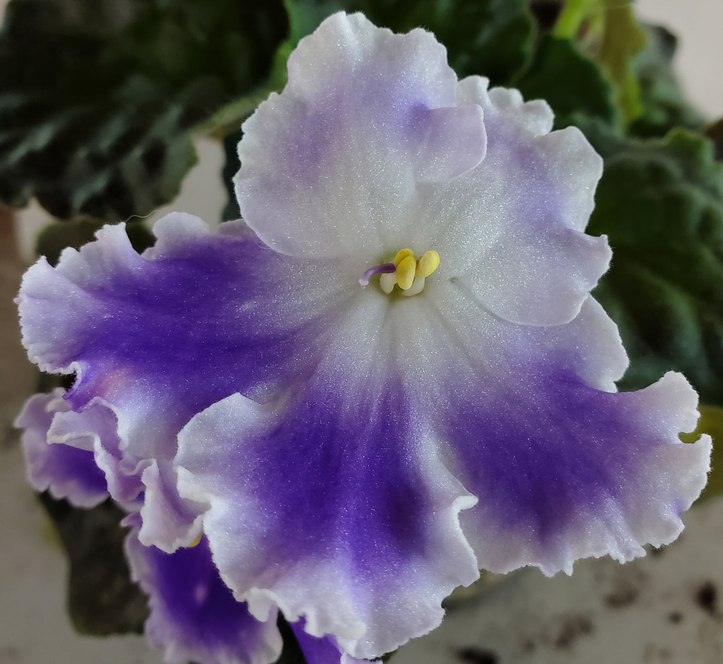 Cajun's Etheral Fairy