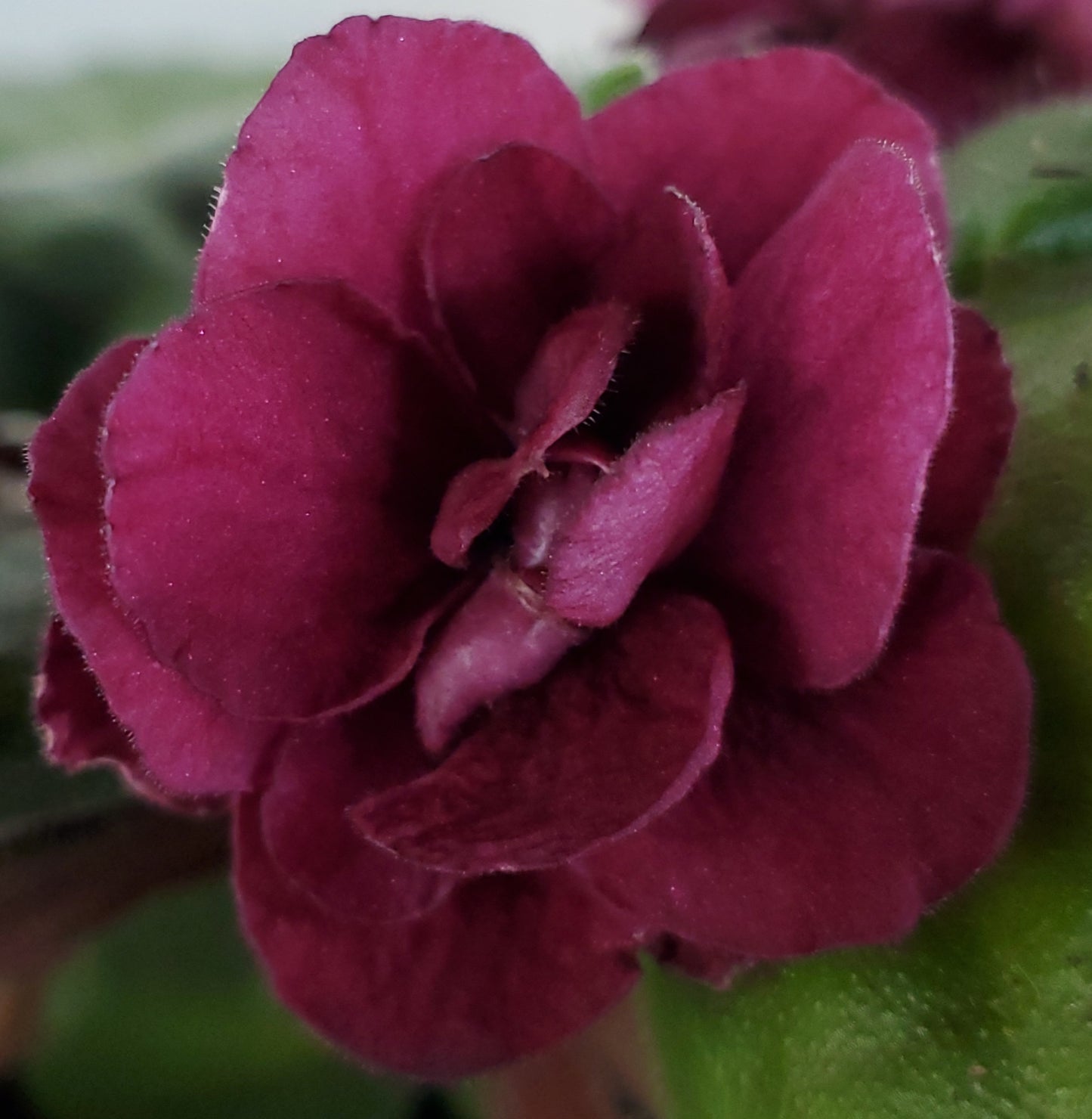 EK Krovavaja Orchideja