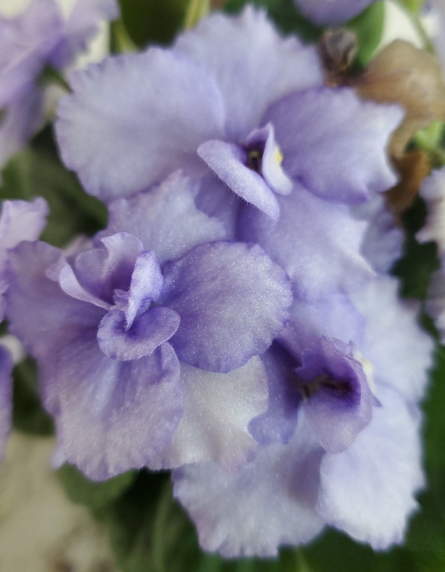 Imp's Magic Swirl sport