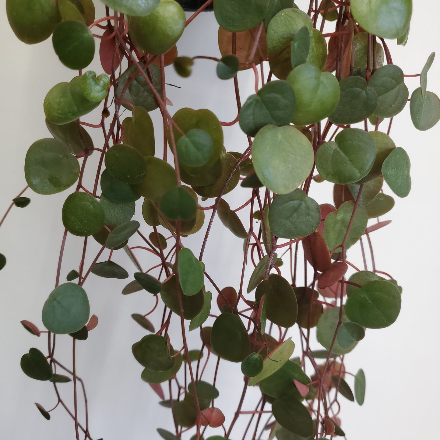 Peperomia Ruby Cascade (3 cutting of 4+ nodes)