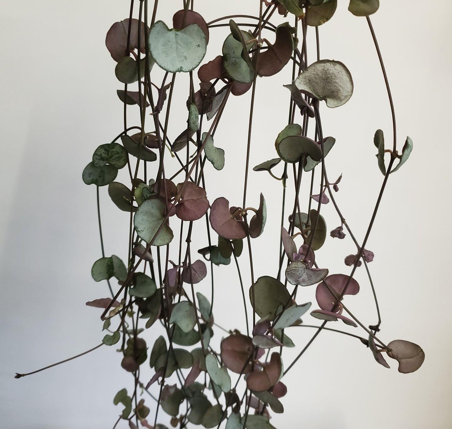 String of Hearts 'Silver Glory' / Ceropegia woodii (2 cuttings of 4+ nodes)