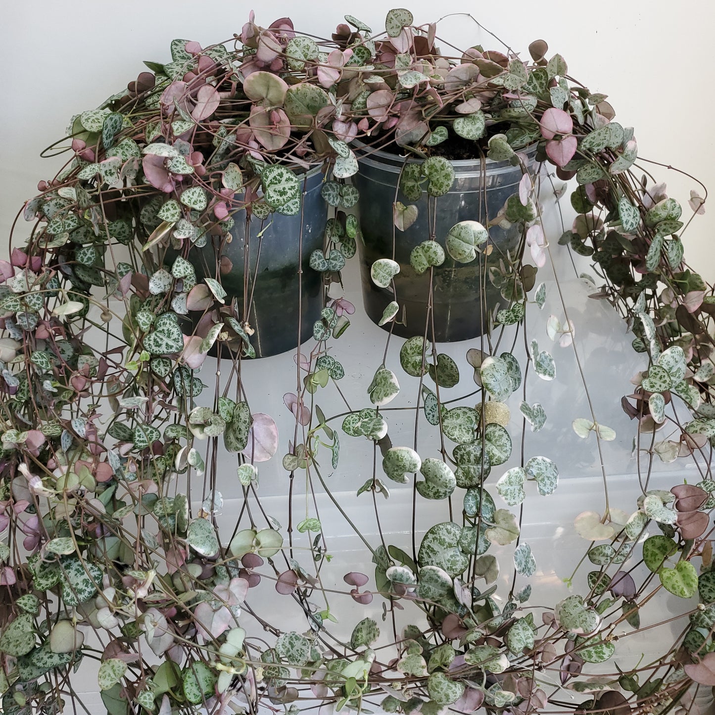 String of Hearts 'Variegated' / Ceropegia woodii (2 cuttings of 4+ nodes)