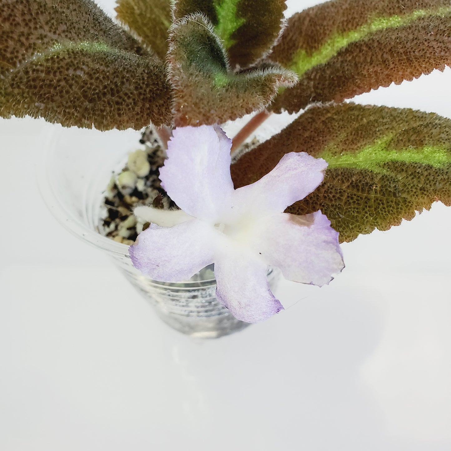 Episcia Lilacina fresh cut cutting / stolon