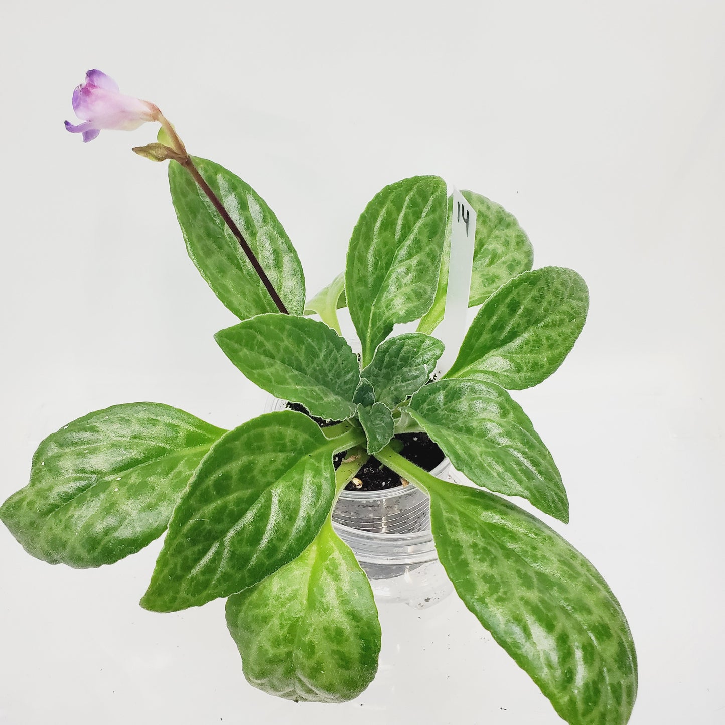 Primulina Moonlight (Aka Chirita)