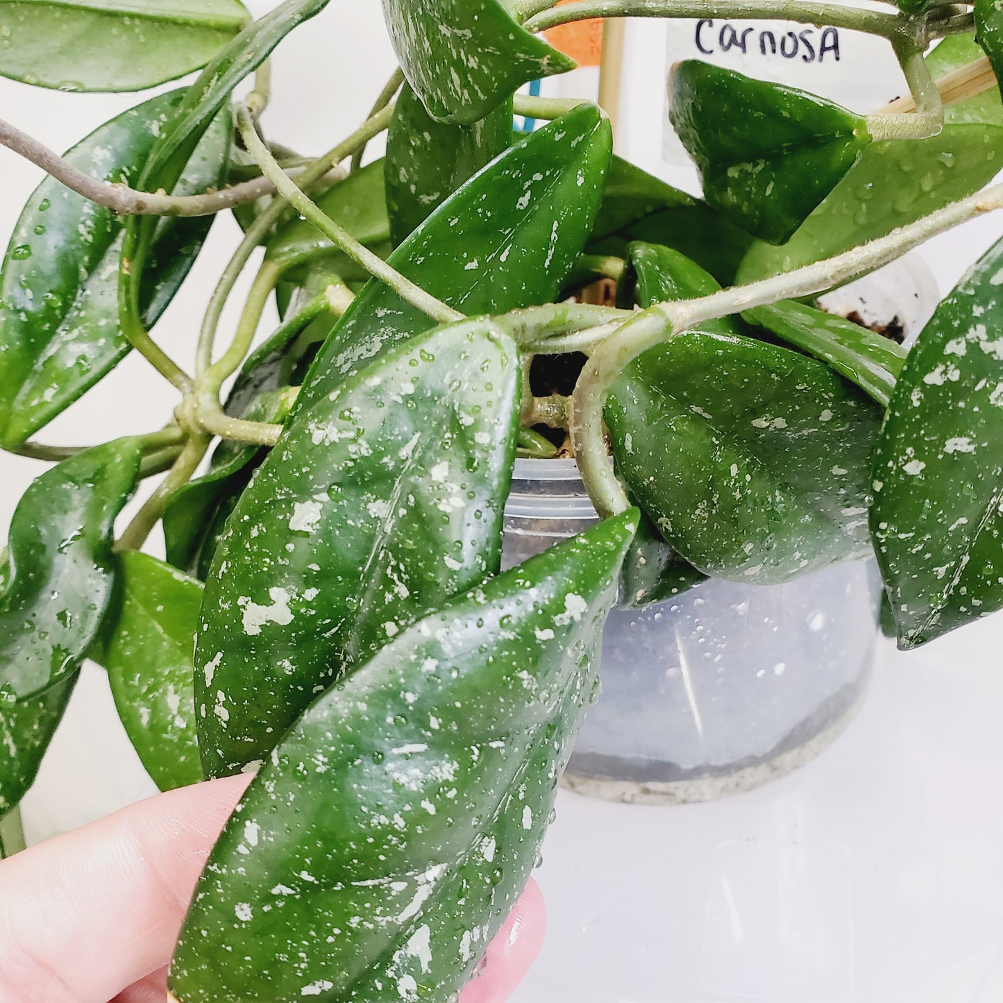 Hoya Carnosa 'Wilbur Graves'