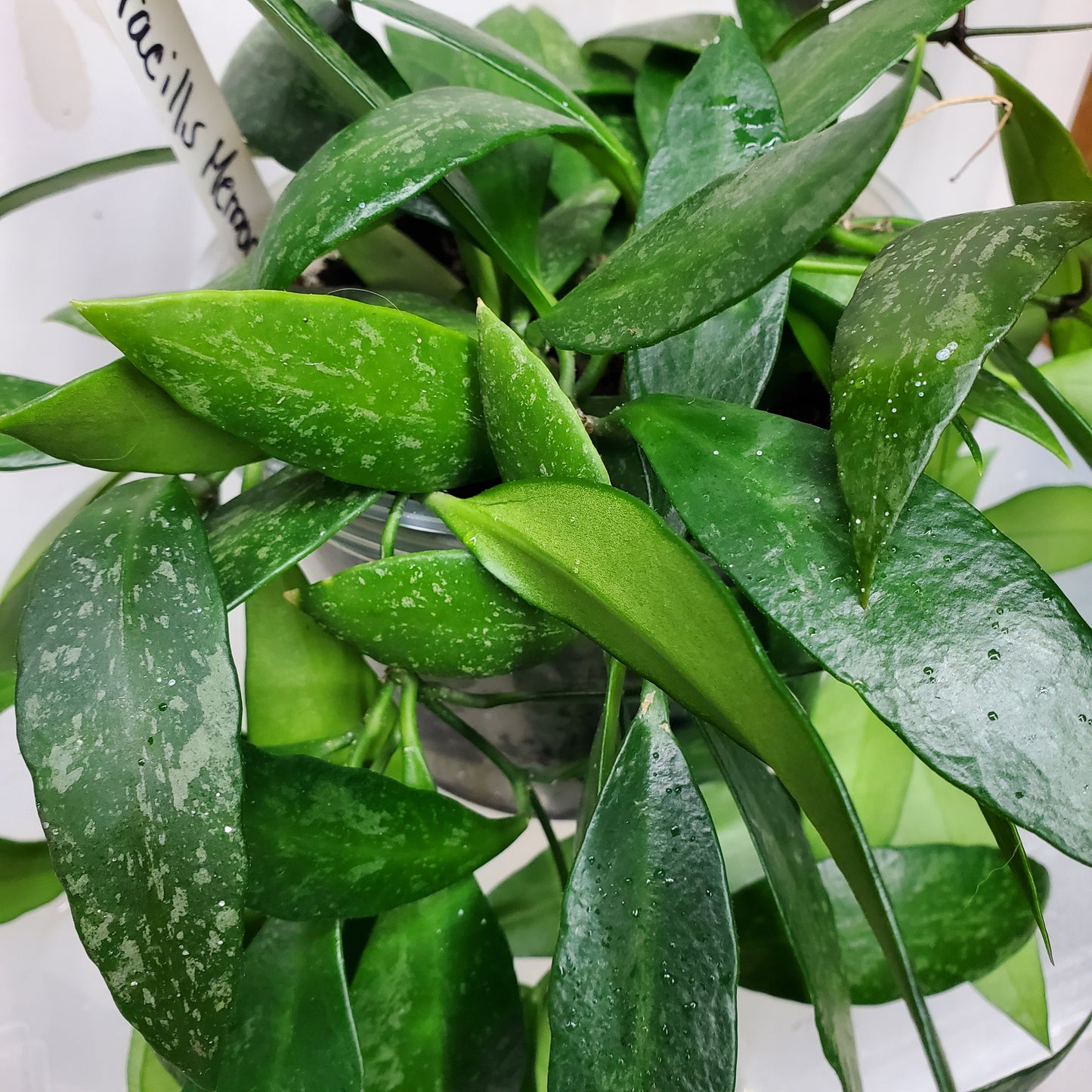 Hoya gracilis (Hoya memoria)