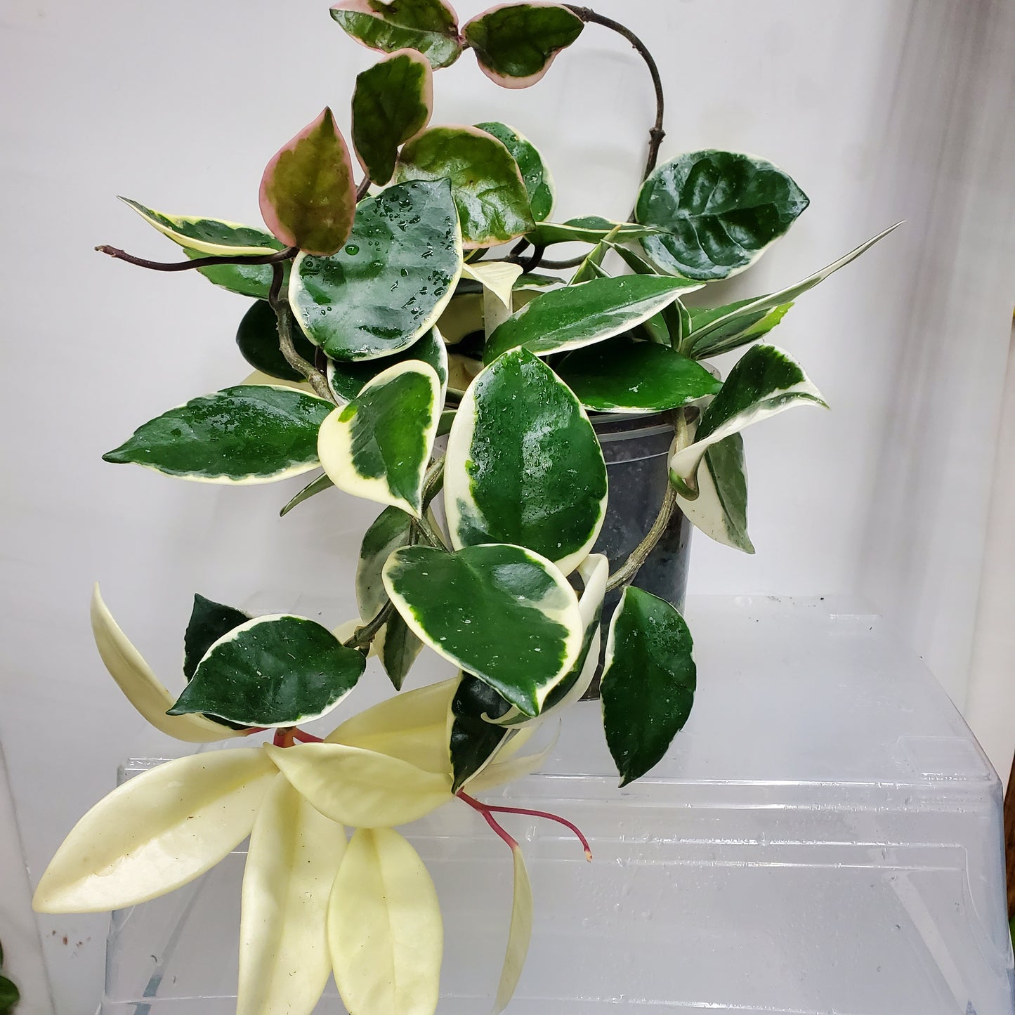 Hoya carnosa 'Krimson Queen'