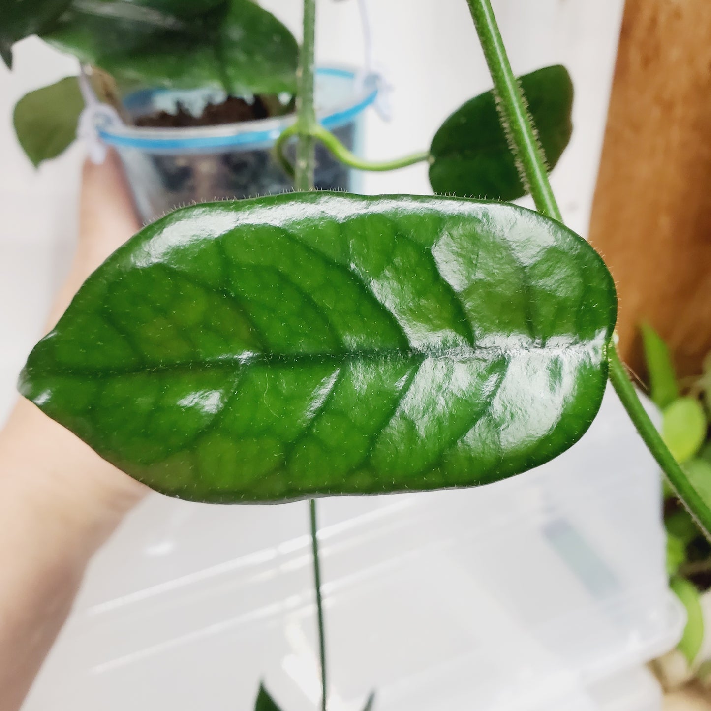 Hoya aff. villosa 'Cao Dang'