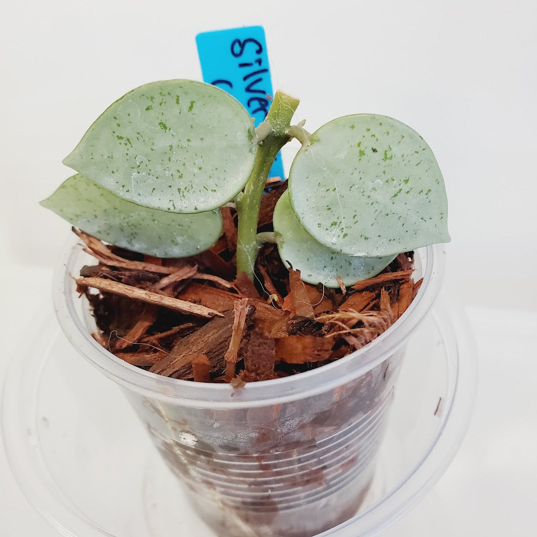 Hoya Lacunosa Silver Mint Coin plant No. 7