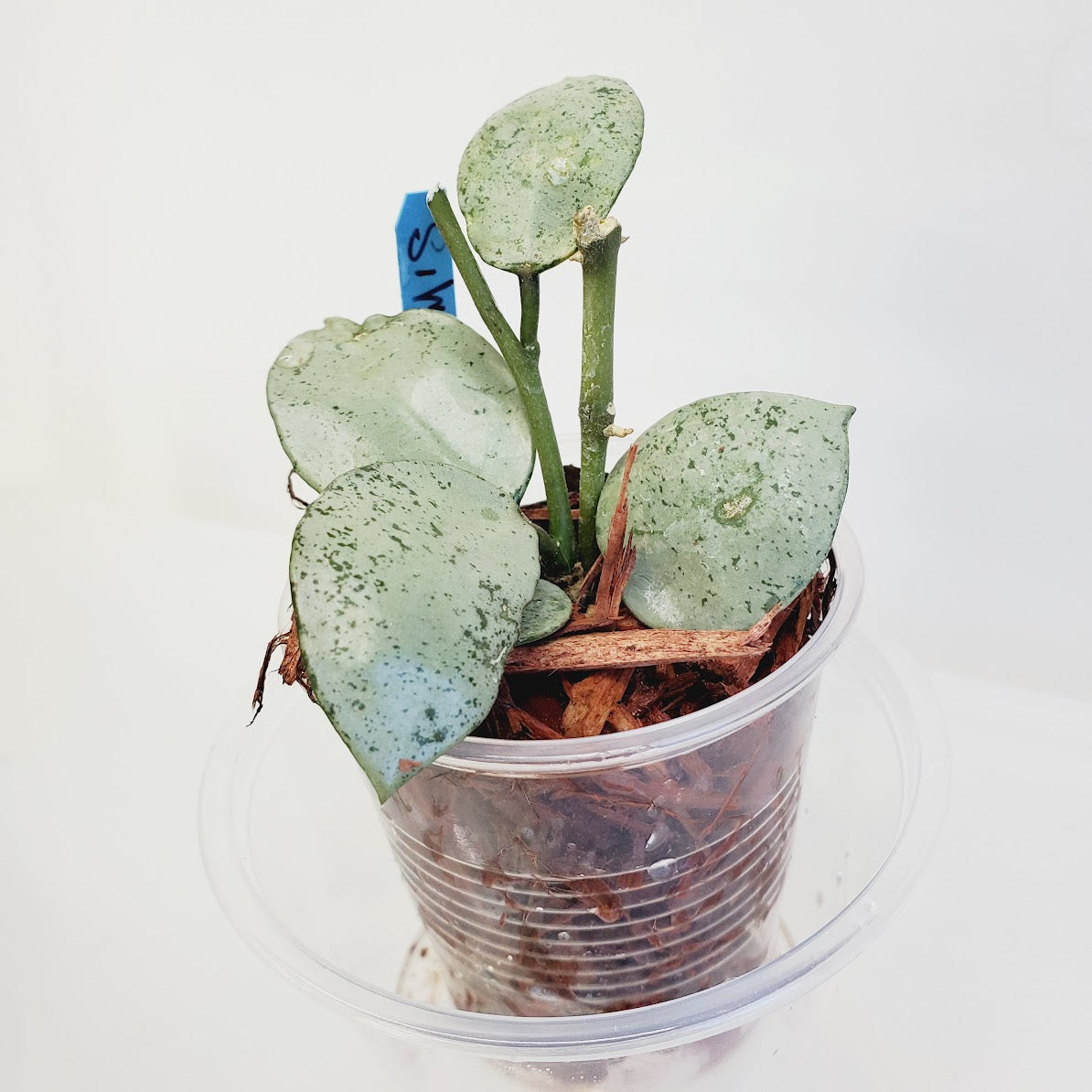 Hoya Lacunosa 'Silver Mint Coin' plant No. 6