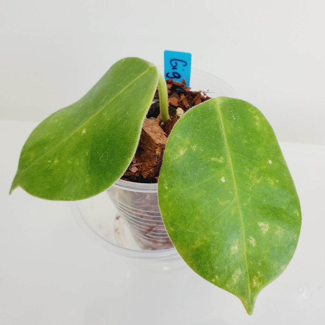 Hoya Gigas plant No. 10