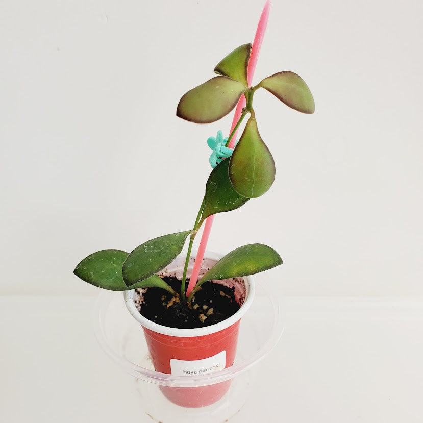 Hoya Panchoi starter plant No. 42