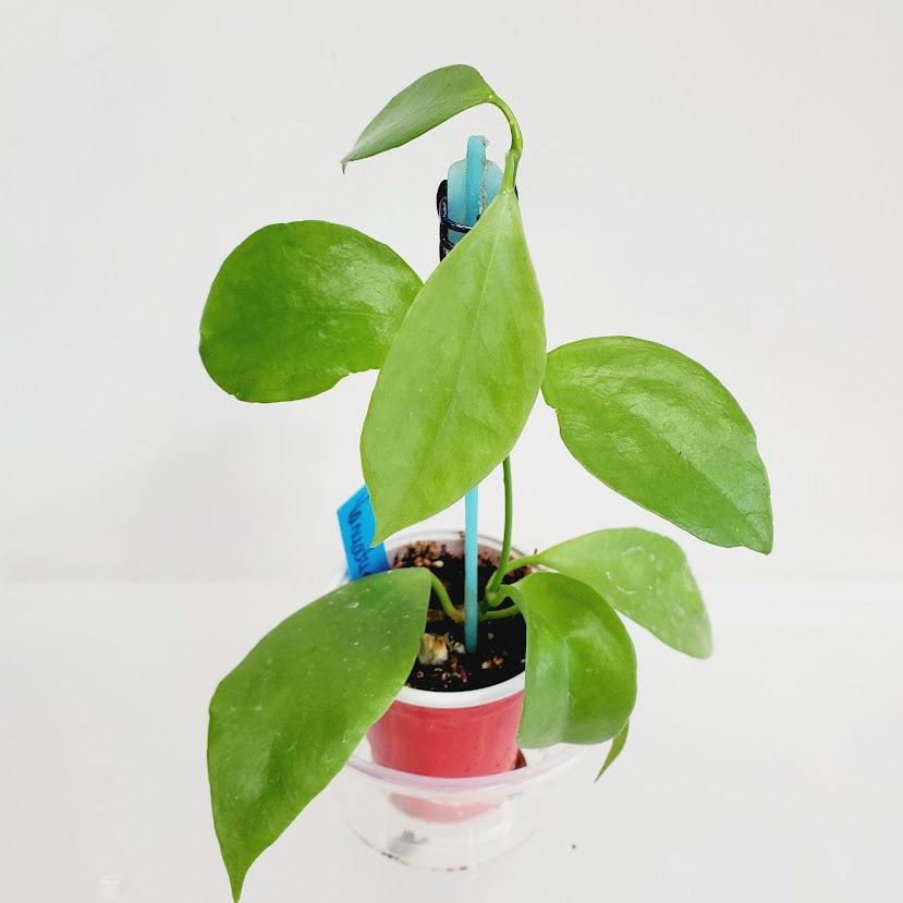 Hoya Vanuatuensis starter plant No. 46