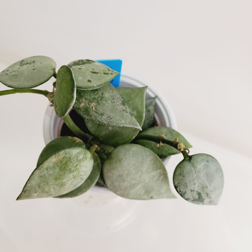 Hoya Lacunosa Silver Mint Coin Starter plant No. 43