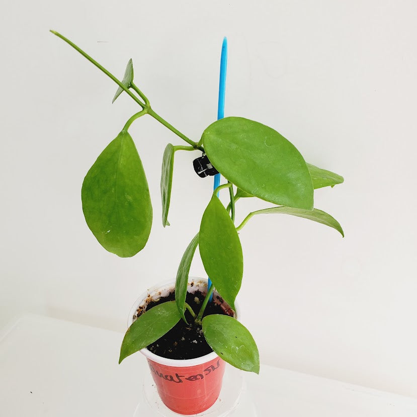 Hoya Vanuatuensis starter plant No. 34