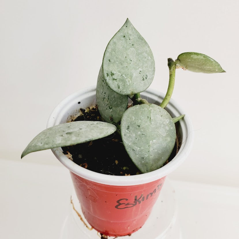 Hoya Krohniana Eskimo starter plant No. 63
