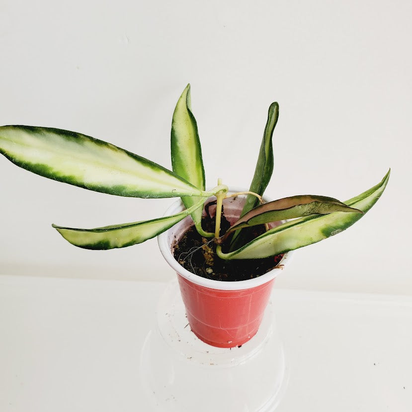 Hoya wayetii variegata starter plant No. 57
