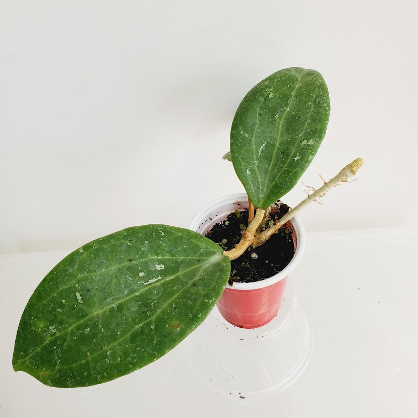 Hoya Genevieve starter plant No. 51