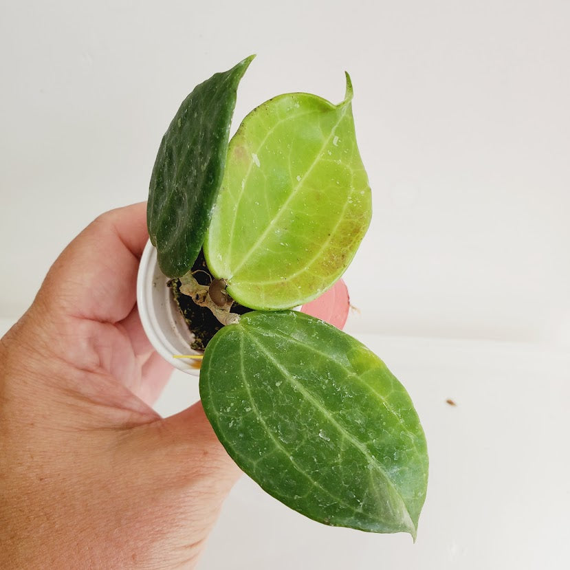 Hoya hanhiae 'Yellow' Starter plant No. 50