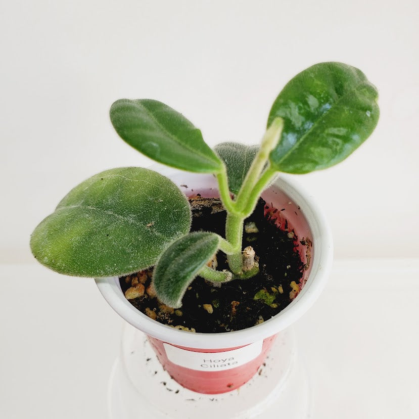Hoya ciliata Starter plant No. 72