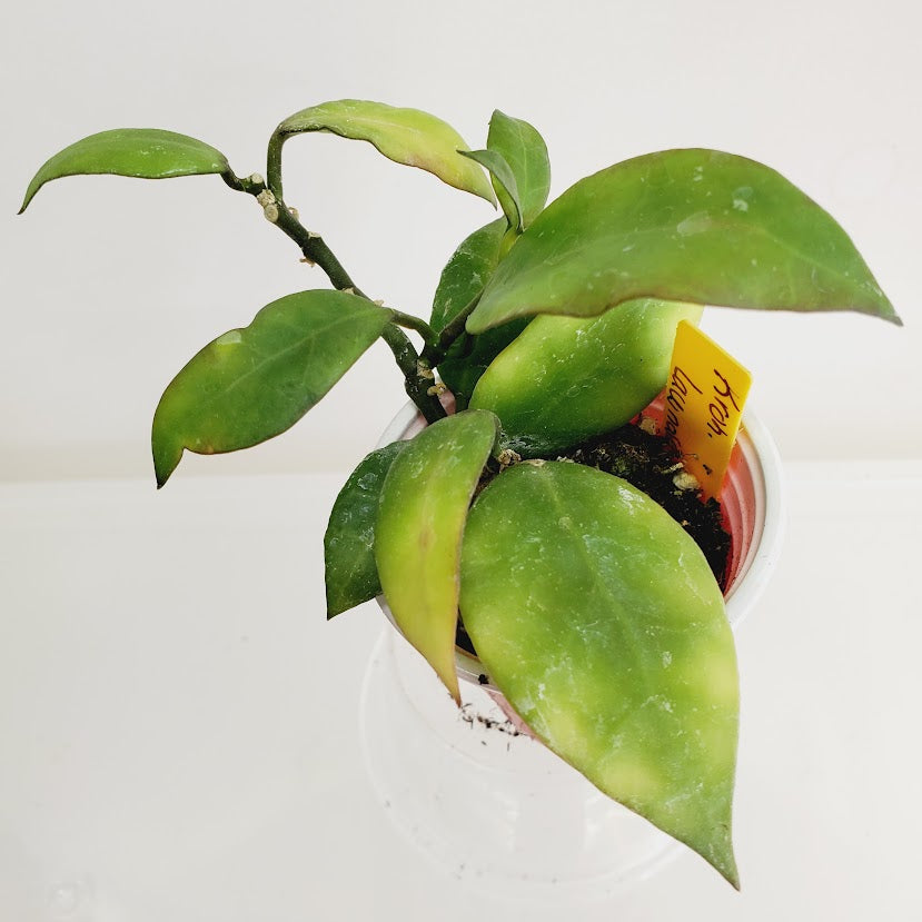 Hoya lacunosa × obscura Starter plant No. 70