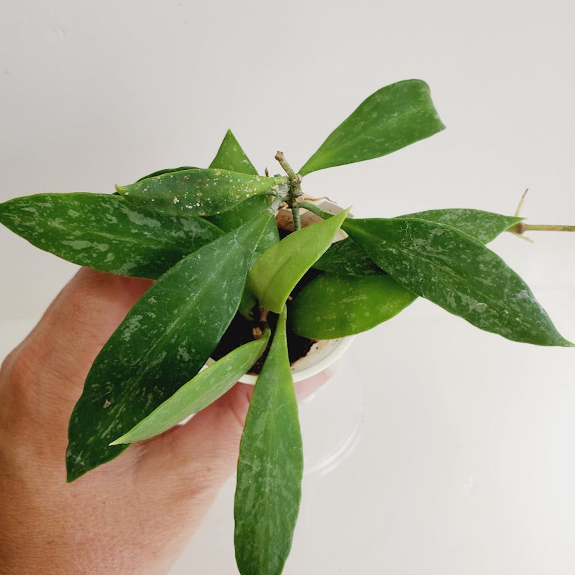 Hoya gracilis (Hoya memoria) starter plant No. 133