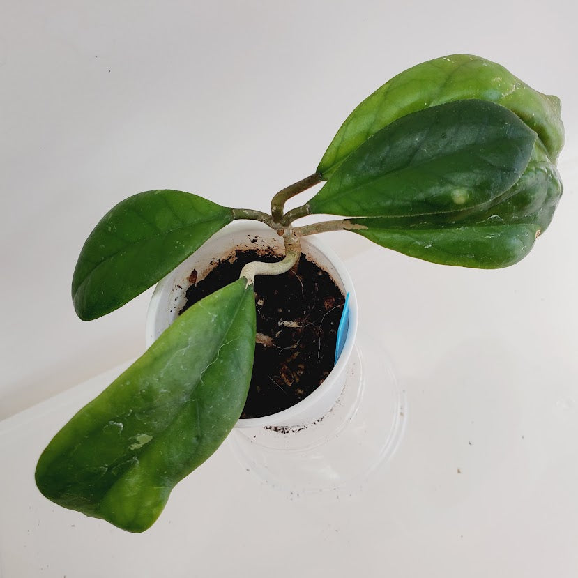 Hoya viola starter plant No. 144