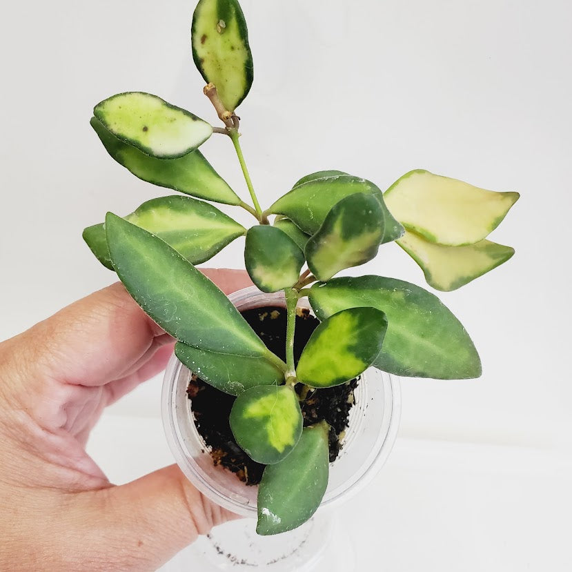 Hoya aff. burtoniae variegata starter plant No. 138