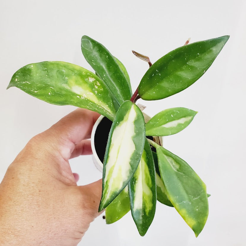 Hoya carnosa 'Krimson Princess' starter plant No. 122