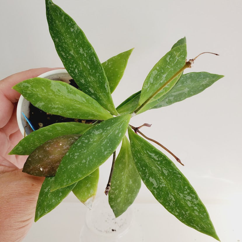 Hoya Gracillis (Hoya Memoria) starter plant No. 132