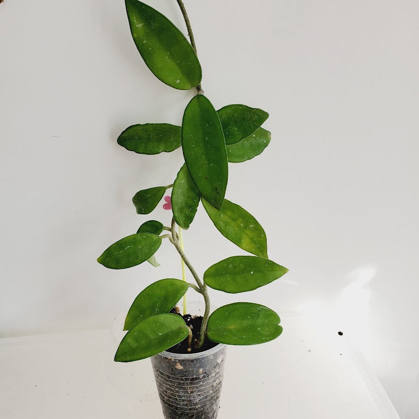 Hoya Carnosa Jade starter plant No. 129
