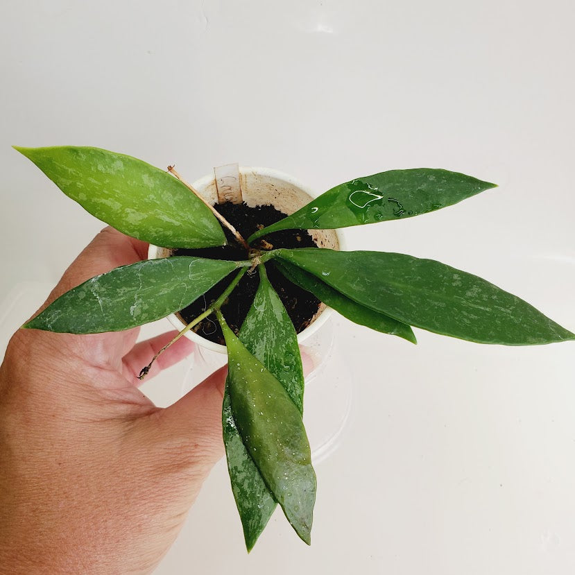 Hoya Gracillis (Hoya Memoria) starter plant No. 154
