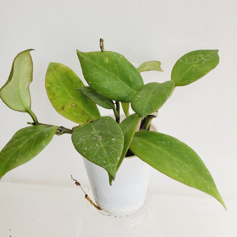 Hoya Sunrise starter plant No. 161