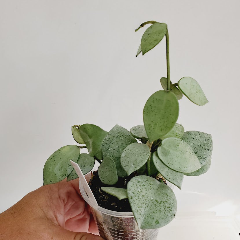 Hoya Lacunosa Silver Mint Coin Starter plant No. 145