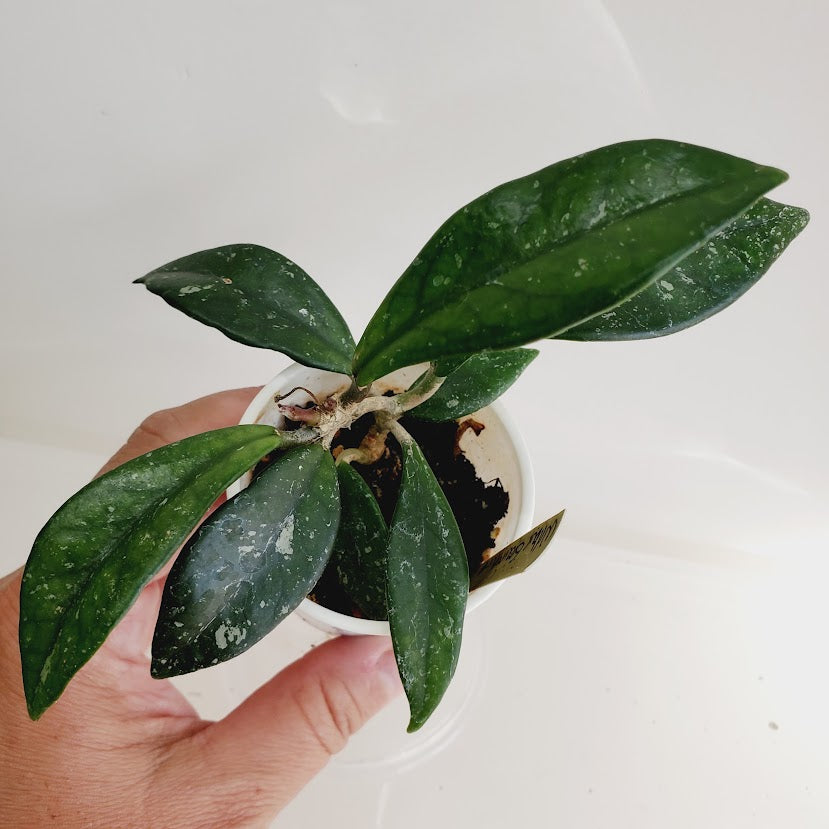 Hoya carnosa 'Wilbur Graves'Starter plant No. 155