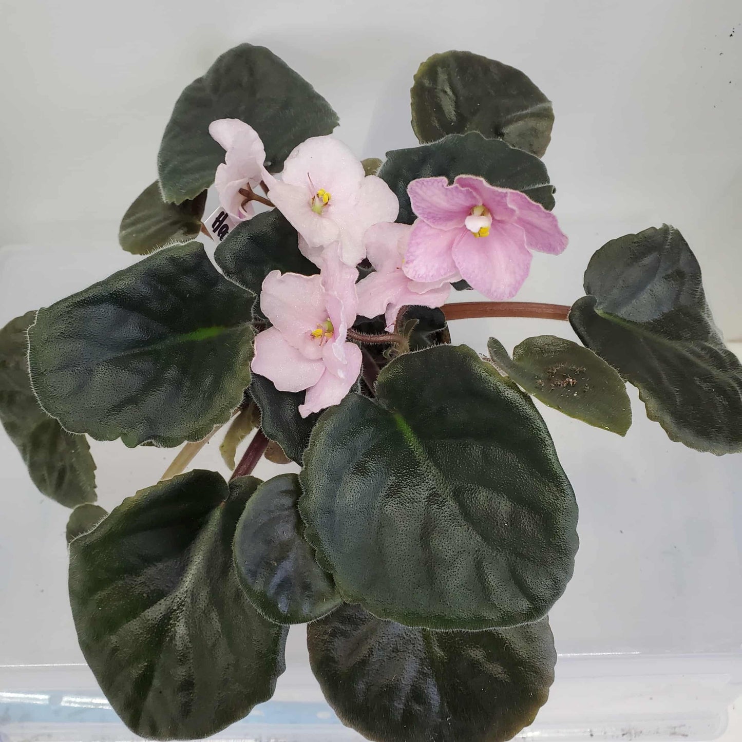 Heartland's Heirloom