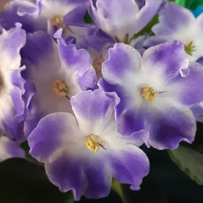 Ness' Blueberry Kiss